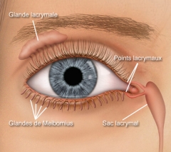 Voies lacrymales