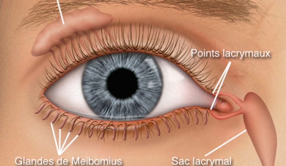 Voies lacrymales
